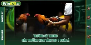 Trường Gà Thomo – Đấu Trường Kịch Tính TOP 1 Châu Á